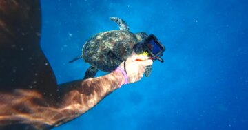 GoPro satılıyor. Çinlilerle mücadele edemedi