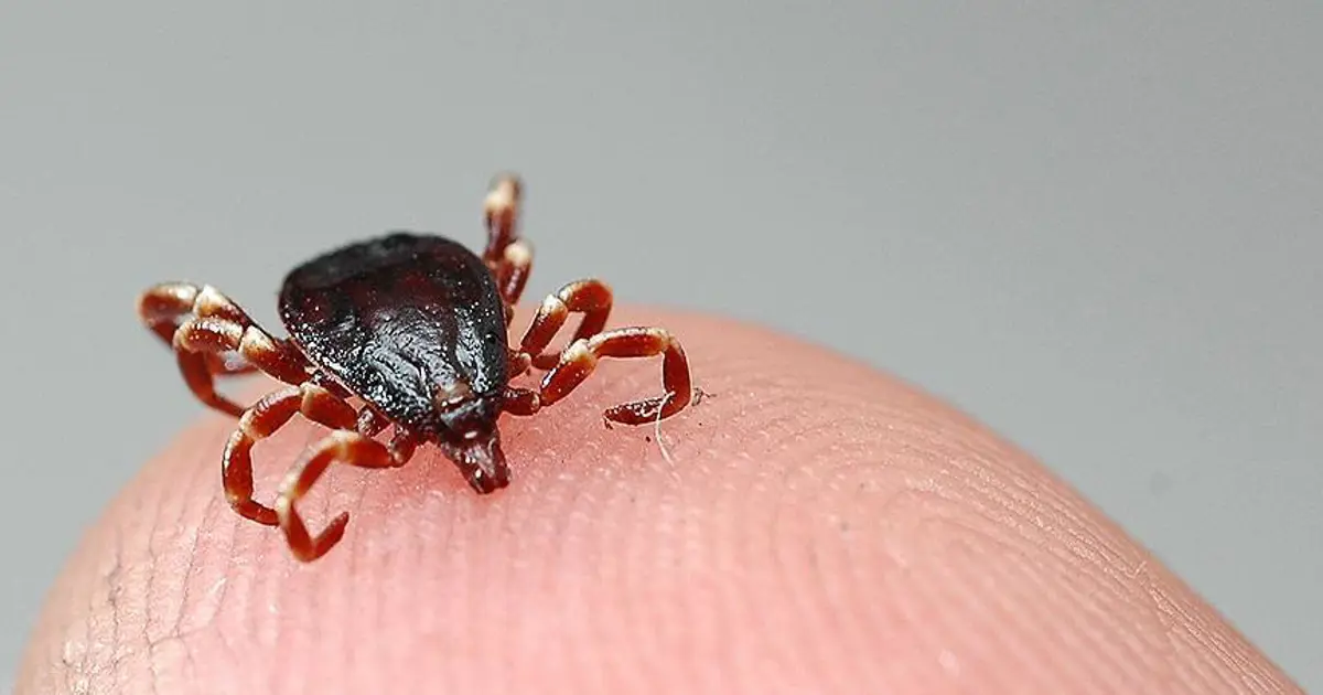 Kastamonu’da kene yapıştı İstanbul’da öldü. KKKA teşhisi konulan kadın hayatını kaybetti