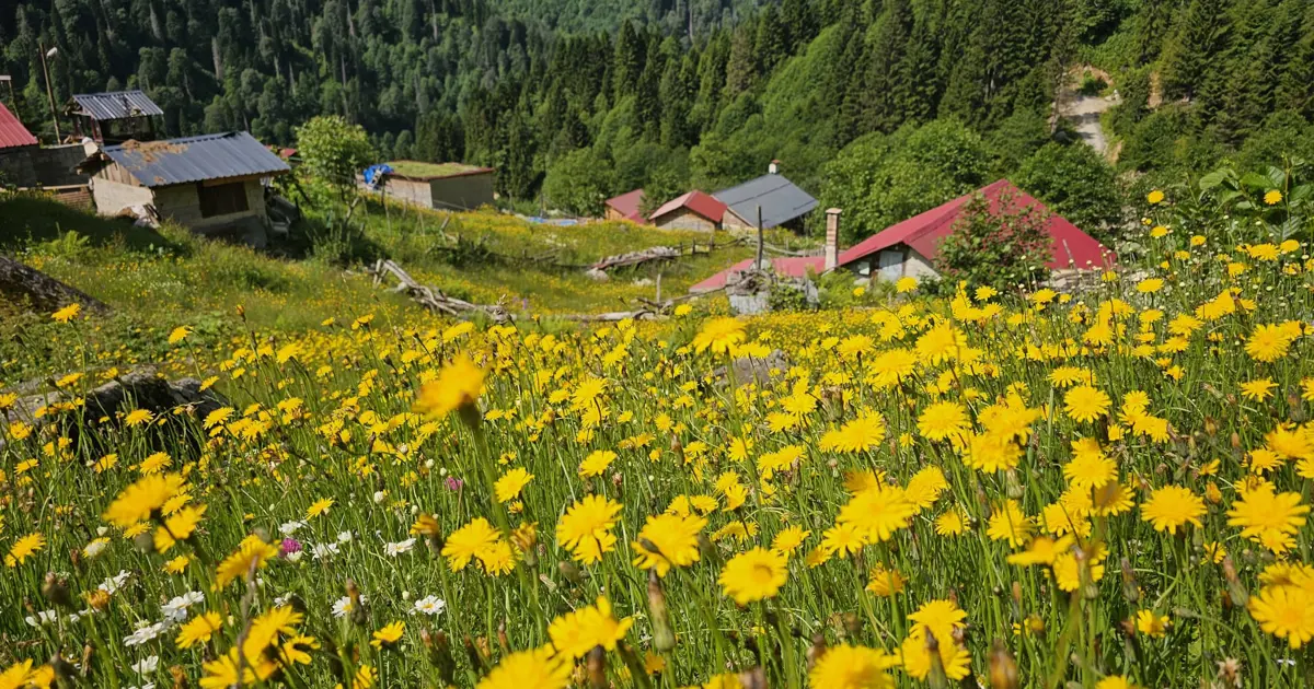 Kaçkar Dağları sarıya boyandı. Yayla sezonu açıldı