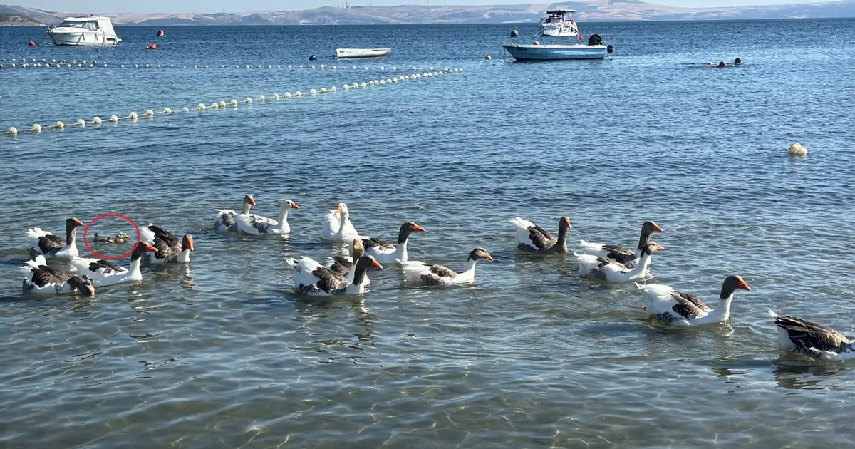 Şartlı tahliye edilen kazlar tatilcilerin arasında. Ördek yavrusunu sahiplendiler