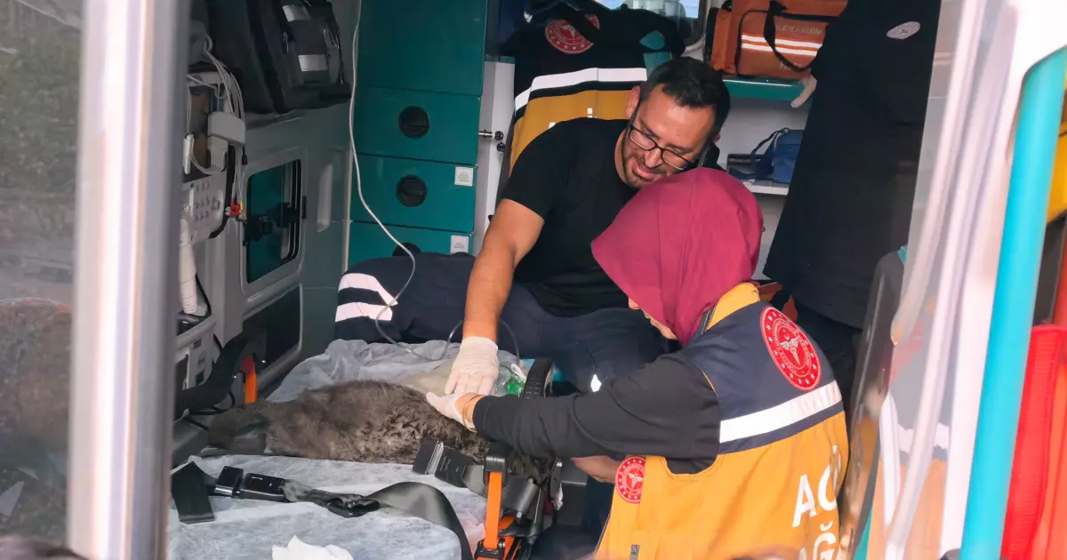 Yangında dumandan etkilenen Duman ve 2 yavrusu kalp masajıyla kurtarıldı