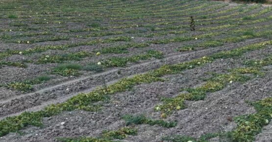 Halk arasında “hırsız almaz” diyorlar. Dışarıdan albenisi yok, içi tatlı
