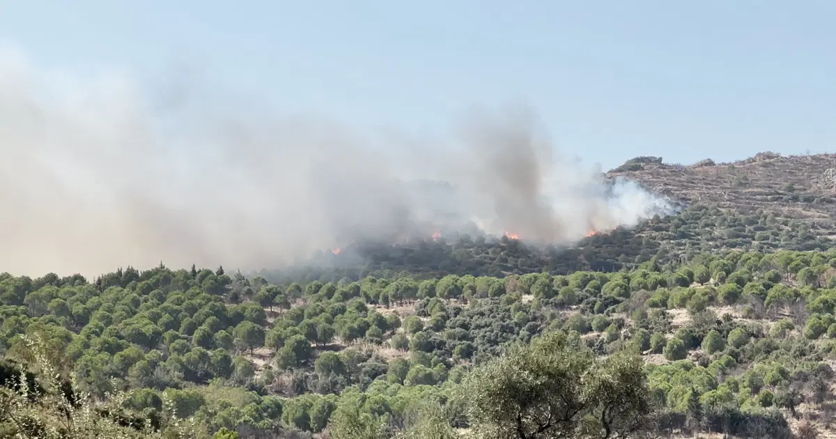 İzmir’de orman yangını