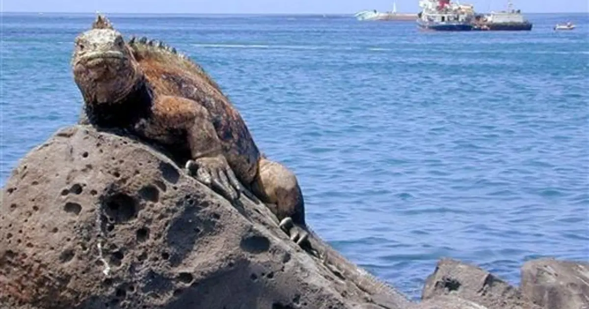 İguana kaçakçısı Ekvador’da tutuklandı | NTV Haber