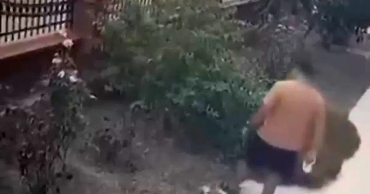 İzmir’de yavrulu kediye tekme atan saldırgan yakalandı