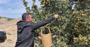Doğada kendiliğinden yetişiyor. Vücuttaki zararlı toksinleri temizliyormuş