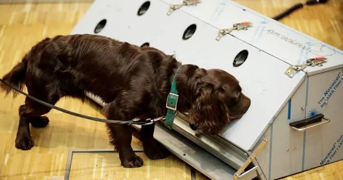 Kanser teşhisinde sıra dışı yöntem: Köpekler ve yapay zeka iş başında