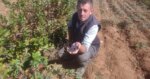 Süper meyve toprakla buluştu, şifa dağıtıyor. Antioksidan değeri yüksek