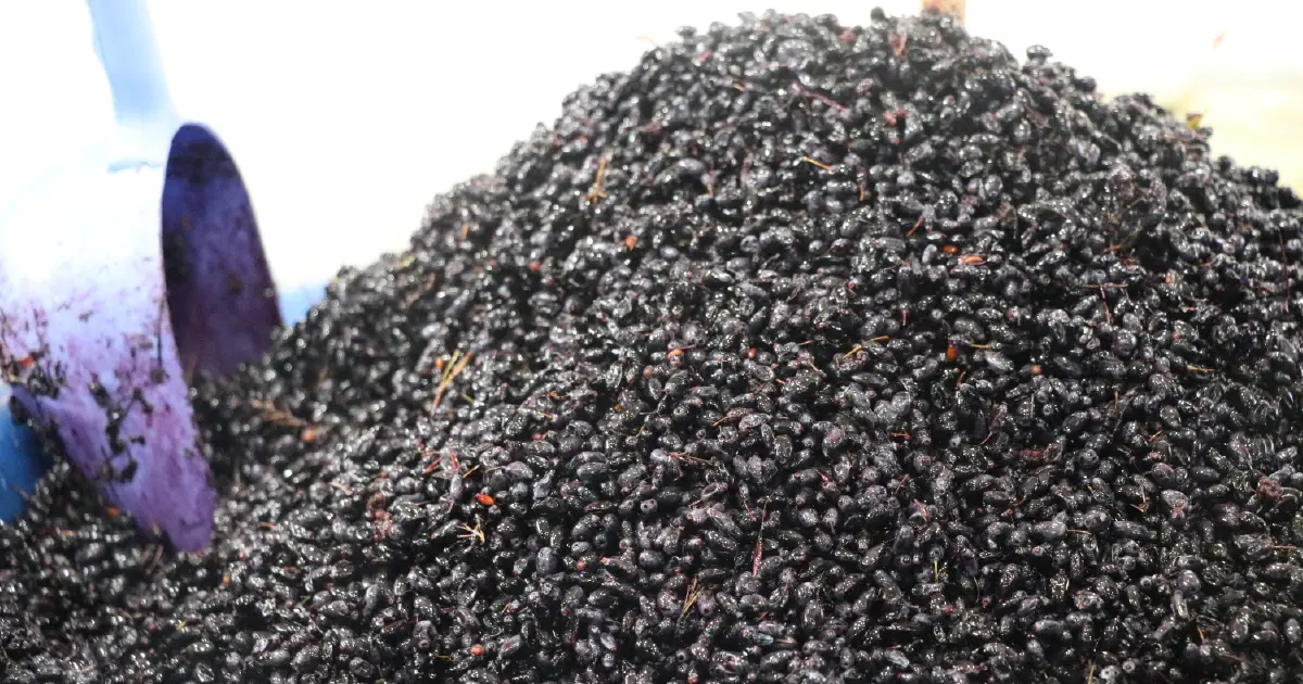 Tansiyon, şeker ve kolesterole iyi geliyormuş. Kurutularak çay gibi içiliyor