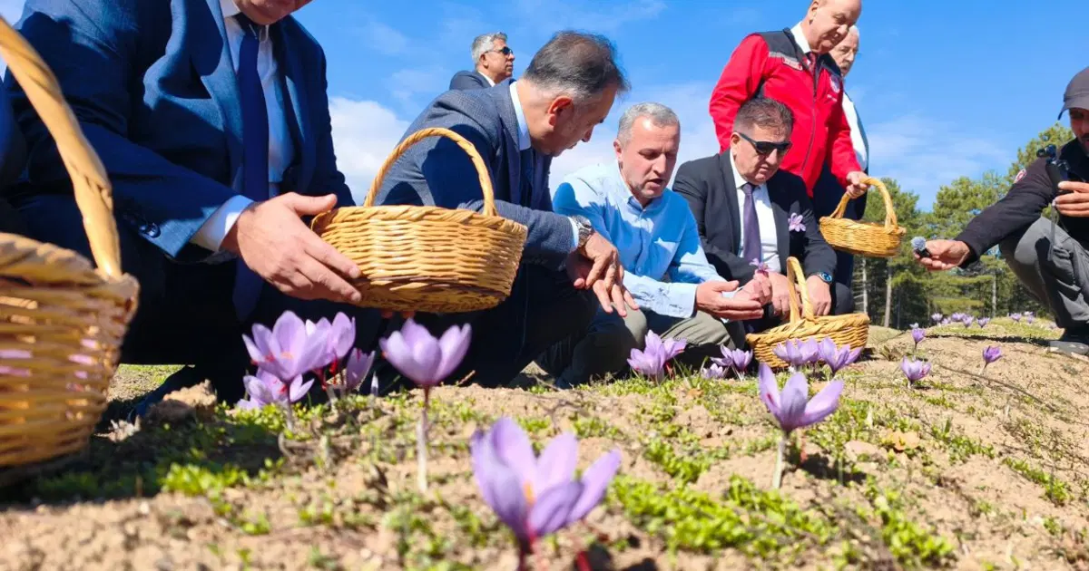 Tek tek toplanıp özenle kurutuluyor. Kilosu 800 bin TL